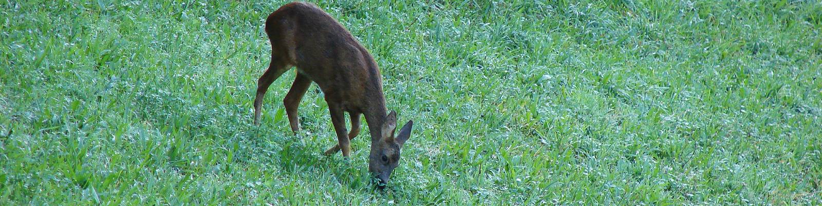 Roe deer in its natural habitat