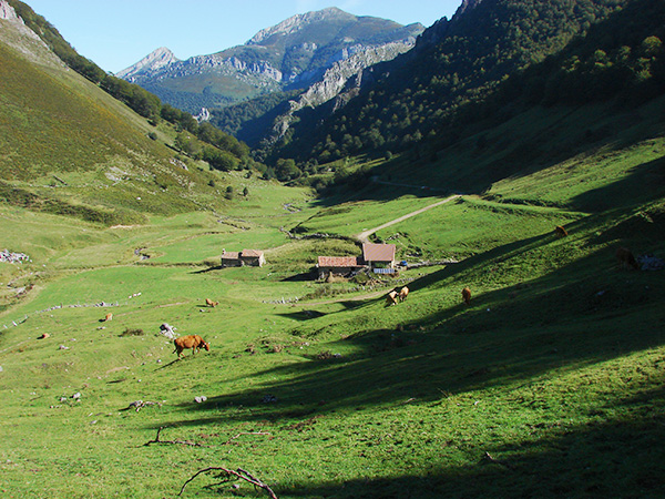 Ventaniella in Ponga